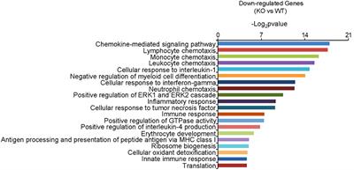 Dcf1 Deficiency Attenuates the Role of Activated Microglia During Neuroinflammation